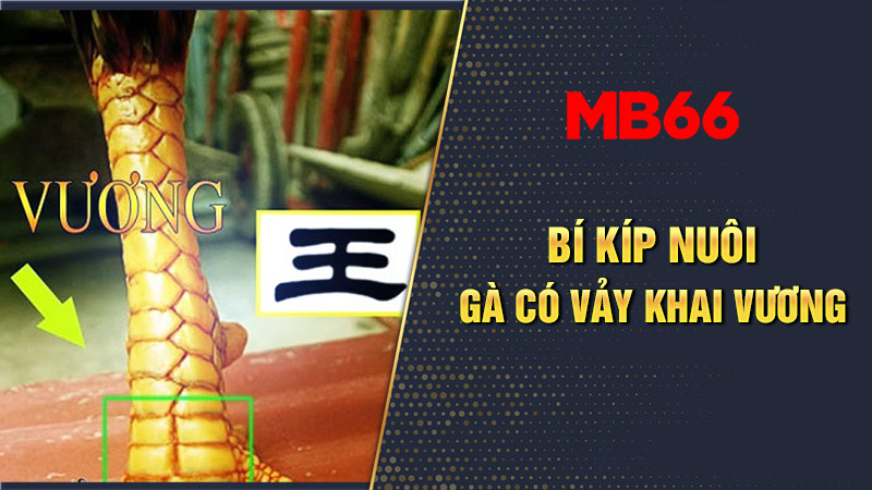 Bí kíp nuôi gà sở hữu vảy khai vương