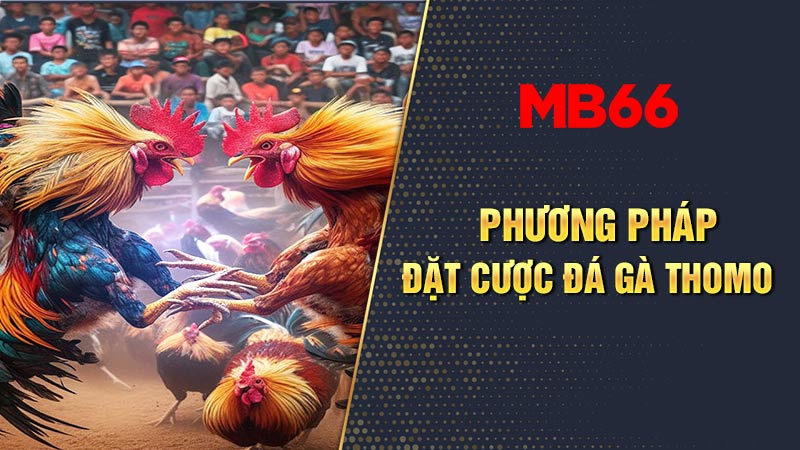 Bật mí cách đặt cược đá gà cho tân thủ