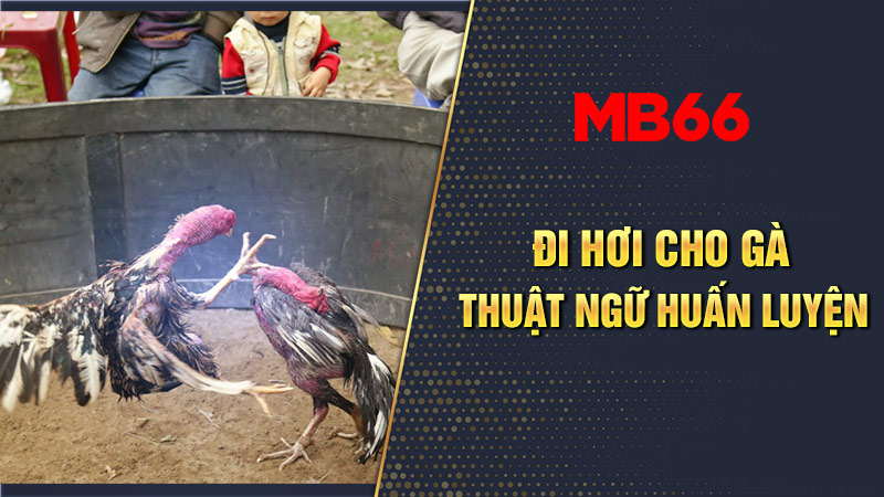 Đi hơi cho gà - Thuật ngữ huấn luyện gà đá