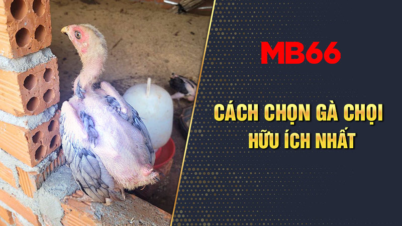 Bí kịp chọn gà chọi con dễ dàng nhất