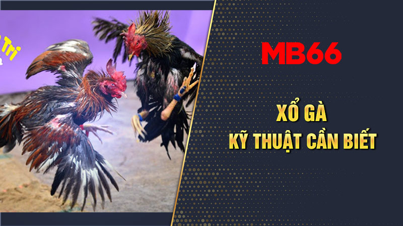 Xổ gà - Thuật ngữ đá gà phổ biến