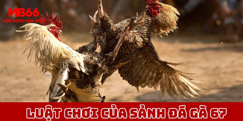 Luật chơi sảnh đá gà 67 đơn giản