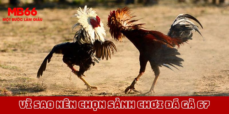 Lý do nên chọn sảnh chơi đá gà 67 