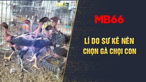 Lý do tại sao bạn nên lựa chọn gà chọi con