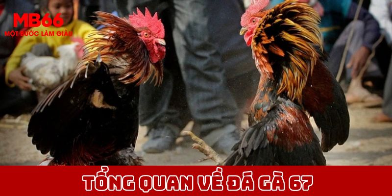 Tổng quan về sảnh cược đá gà tại MB66